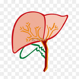 手绘人体器官肝脏线条免抠素材