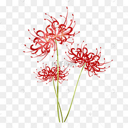 古风花彼岸花图片-古风花彼岸花图片素材免费下载-千库网