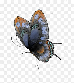 古风蝴蝶蓝色