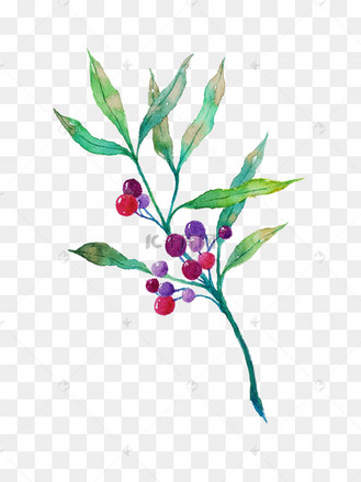 梅子插画图片_梅子插画设计图片素材大全-千库网