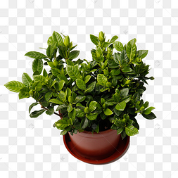 小叶子桂花植物盆栽免抠图