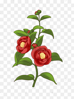 插画山茶花