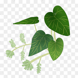 中药何首乌实物插图免抠