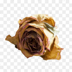 花枝花朵下载 png下载psd树枝干花干树枝花下载 png下载psd干枯树枝