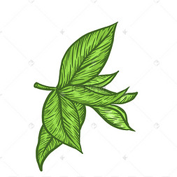 雕刻风格茶叶免抠png
