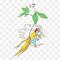 秋季养生人参手绘插画png免抠