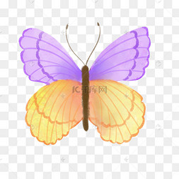 紫黄色水彩蝴蝶