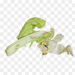 厨余垃圾腐烂蔬菜叶