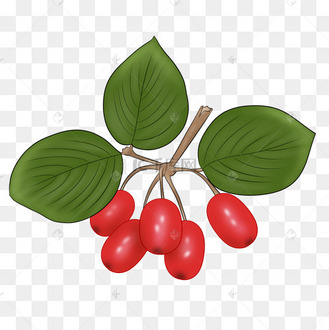 茱萸手绘png素材