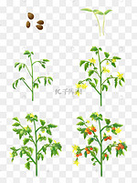 植物生长过程图片 植物生长过程图片素材免费下载 千库网 植物生长过程图片 植物生长过程图片素材免费下载 千库网