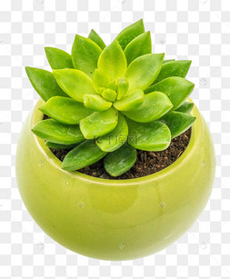 多肉植物图片-多肉植物图片素材免费下载-千库网
