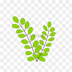 绿色植物叶子手绘水彩风槐树叶透明底免抠手绘树叶png素材绿色植物