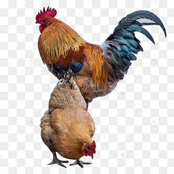 公母鸡