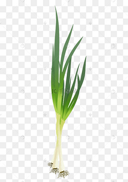 小清新小葱png免费免抠高清素材下载 png下载psd蔬菜绿色大葱插画下载