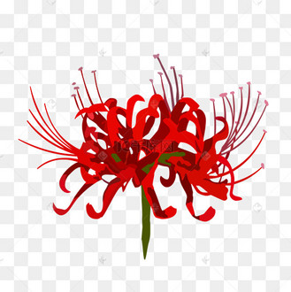 手绘红色彼岸花
