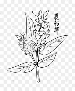 中药药材夏枯草