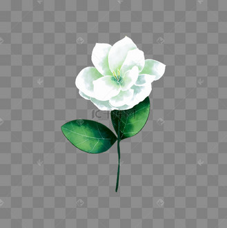 白色手绘茉莉花
