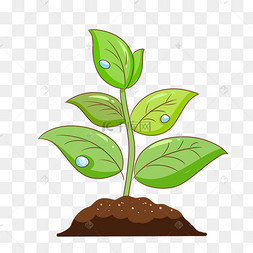 土壤嫩芽