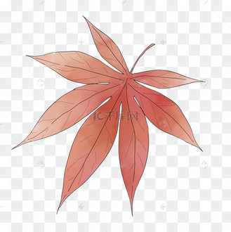 手绘霜降叶子枫叶插画