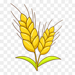 黄色小麦卡通插画