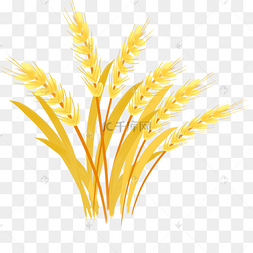 png下载ai矢量卡通免扣麦穗下载 png下载psd小麦麦子粮食手绘插画下载