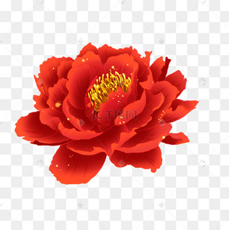 大红花黄色花蕊