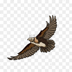 飞翔的雏鹰