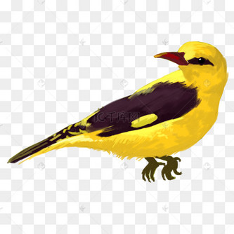 黄色创意黄鹂鸟动物元素