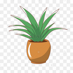 美丽的君子兰盆栽插画