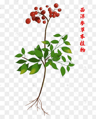 手绘西洋参
