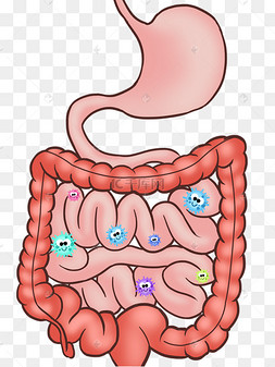 身体器官肠胃
