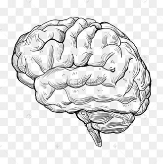 素描人类大脑