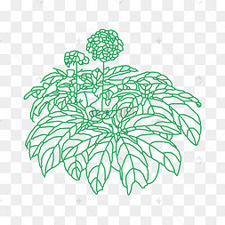 三七植物免抠下载