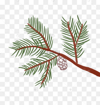 树枝松树手绘插画