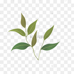 茶叶简笔画矢量茶叶