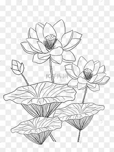 黑白线描荷花荷叶png免抠图