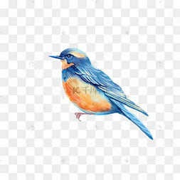 老年人老大爷公园下棋遛鸟小鸟画眉鸟春天飞翔的鸟大鸟仙鹤春季春天