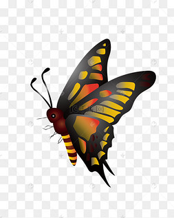 矢量彩色蝴蝶侧面图