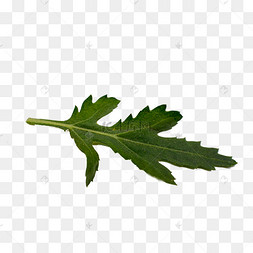 菊花叶子