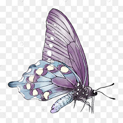 工笔写实蝴蝶凤尾蝶中国风水彩水墨蝶恋花手绘免抠高清图蝶豆花茶中国