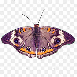 飞蛾免扣图片-飞蛾免扣图片素材免费下载-千库网