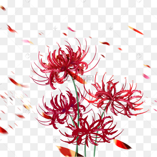 彼岸花图片大全大图(彼岸花图片大全大图 背景图)