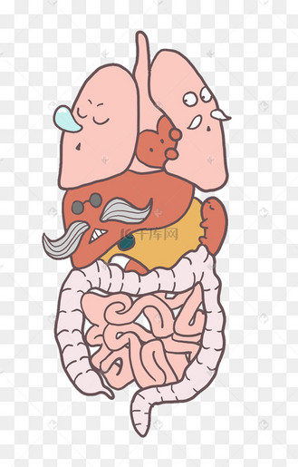 人体器官剖析插画