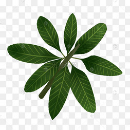 八片热带植物叶子免抠插图