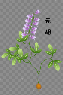 中草药元胡药材