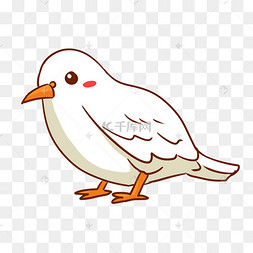 鸟鸽子
