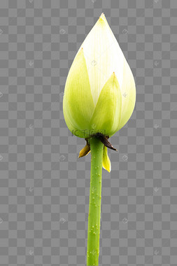 白色花苞图片-白色花苞图片素材免费下载-千库网