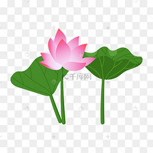 卡通荷叶鲜花荷花