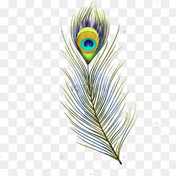 羽毛孔雀