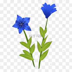 淡雅龙胆花装饰插画